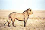 Picture 'KT11_35 Lion, Kenya, Amboseli'